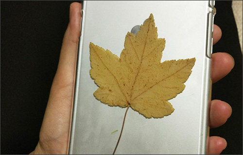 两年前的枫叶摇身一“变”成手机壳 两年前的枫叶摇身一“变”成手机壳